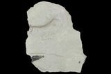 Fossil Comose Plant Seed - Green River Formation, Utah #97457-1